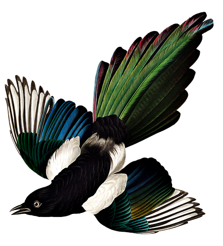 eurasian magpie