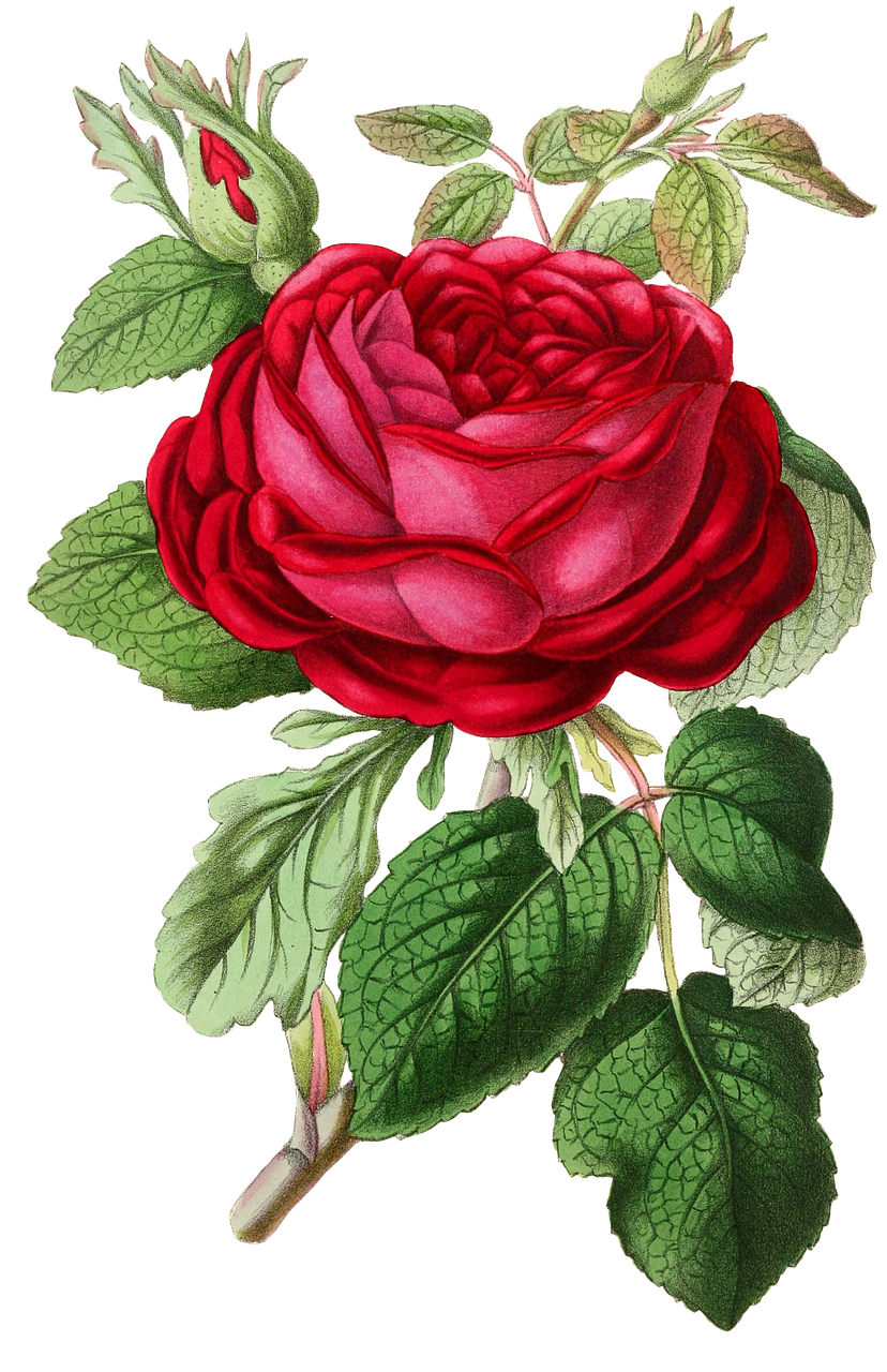 drawing of a red rose