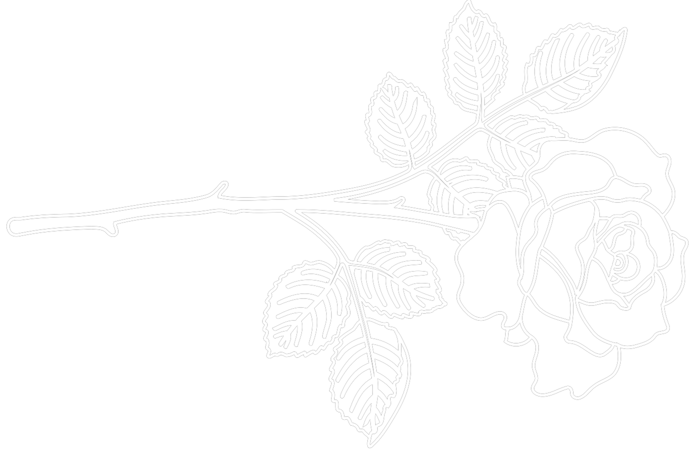 white outline of a rose